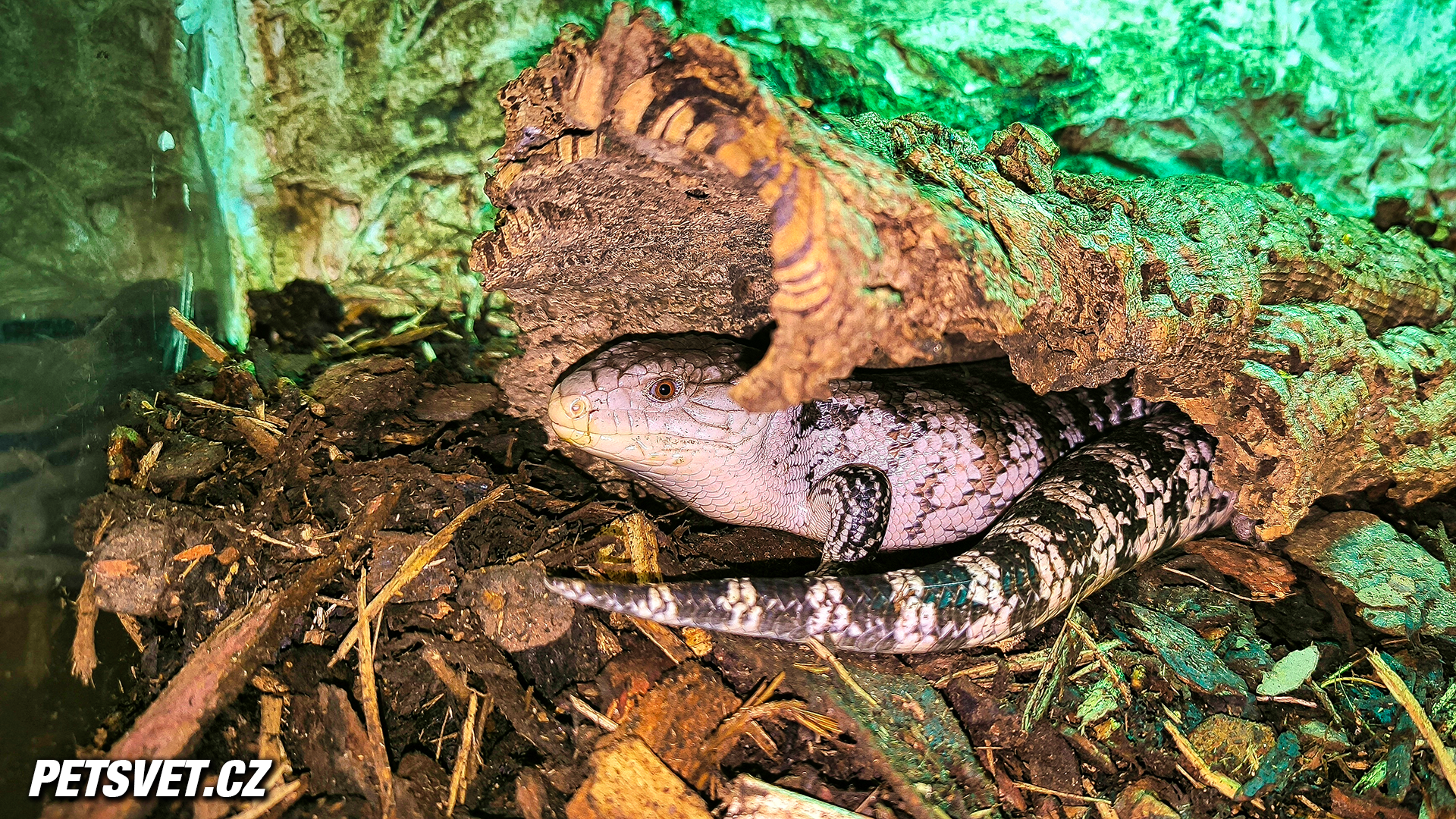 Tiliqua gigas cz